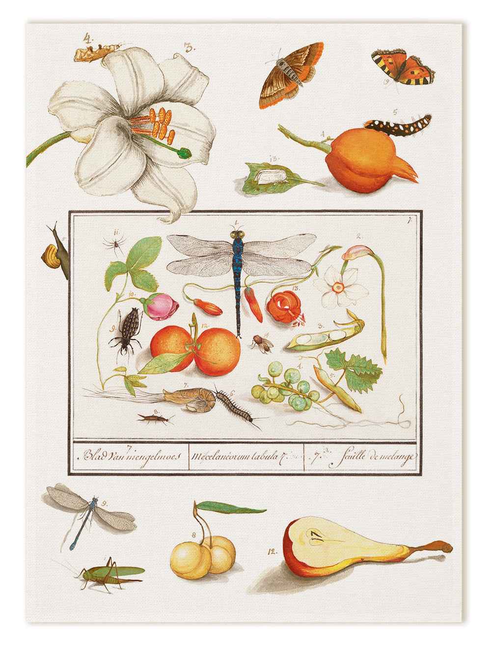 Kitchen Towels «Anselmus», 100% Made in Italy - The Napking