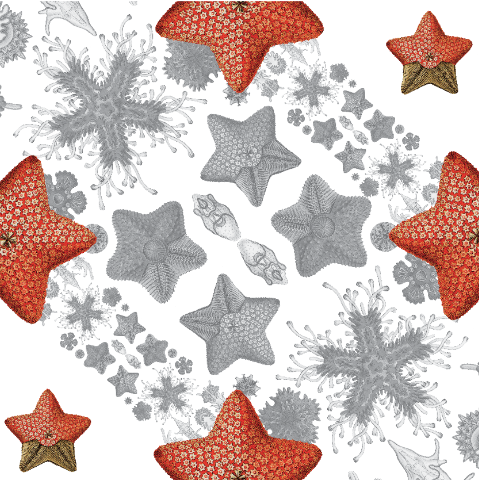 Tablecloths «Asterias» 100% Made in Italy - The Napking