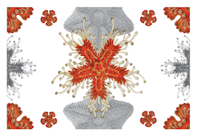 Tablecloths «Asterias» 100% Made in Italy - The Napking