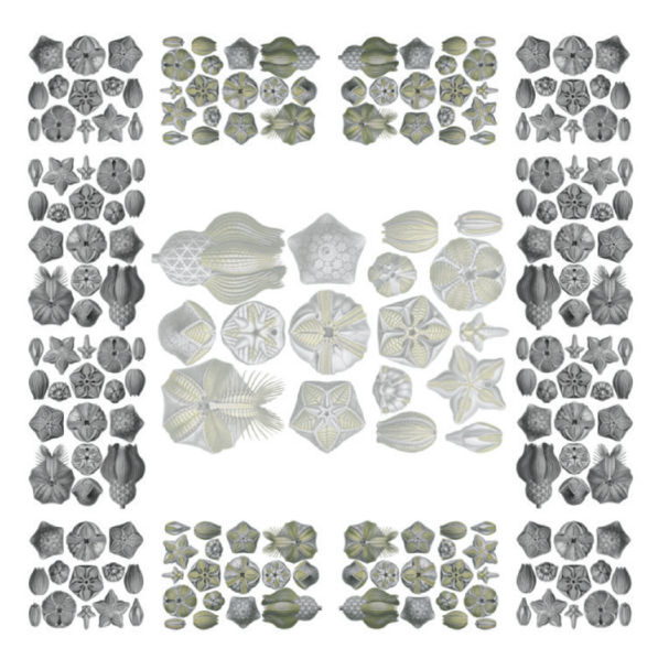 Linen Tablecloths Blastoidea 100% Made in Italy - The Napking