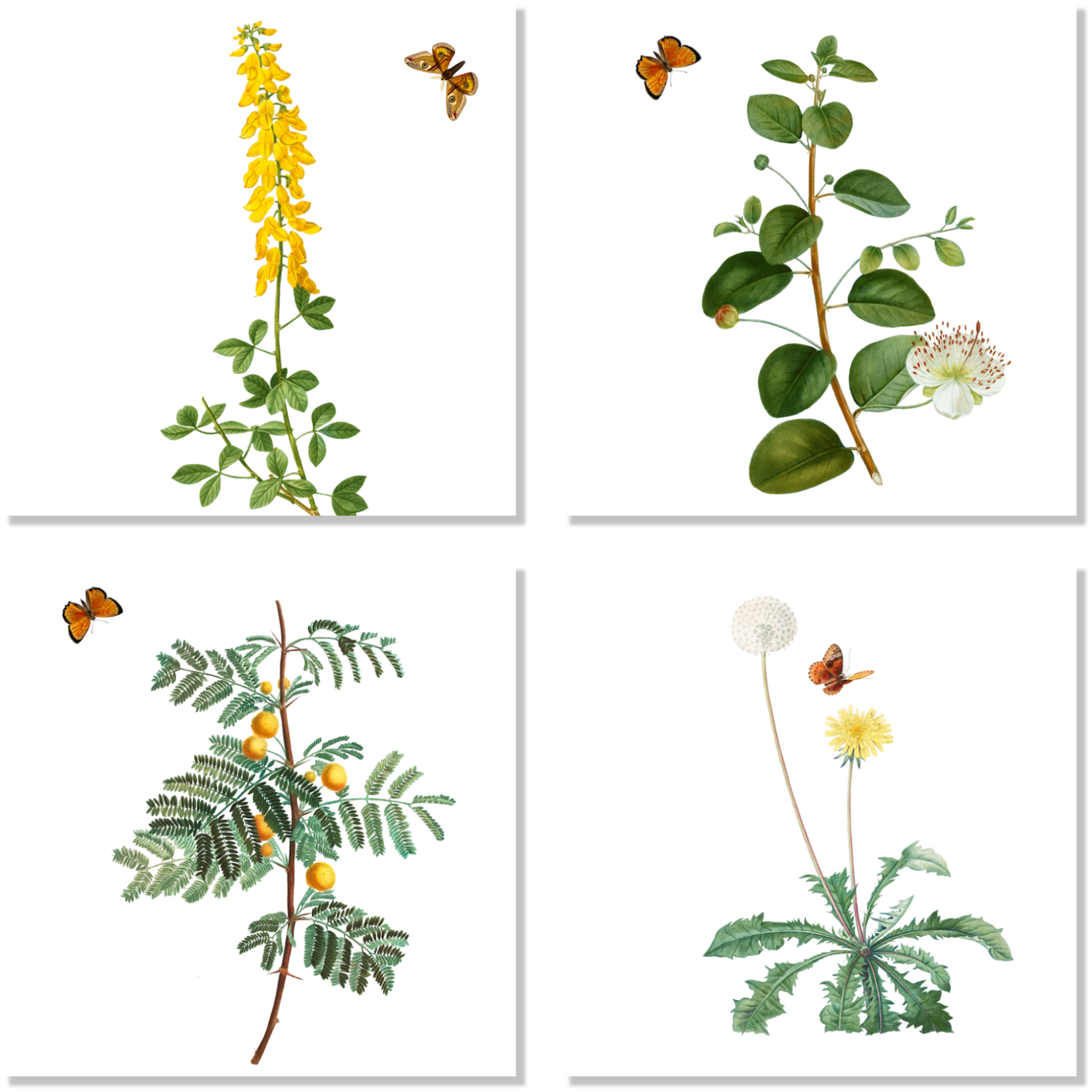 Set Of 4 Napkins «Montedoro» 100% Made in Italy - The Napking