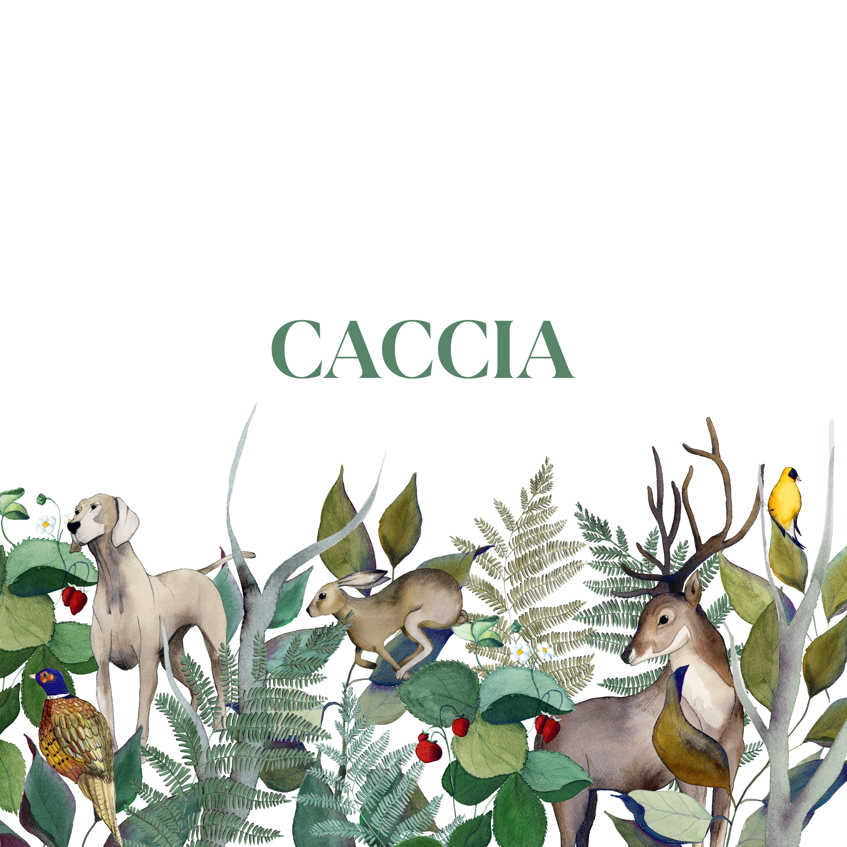 Caccia - The Napking