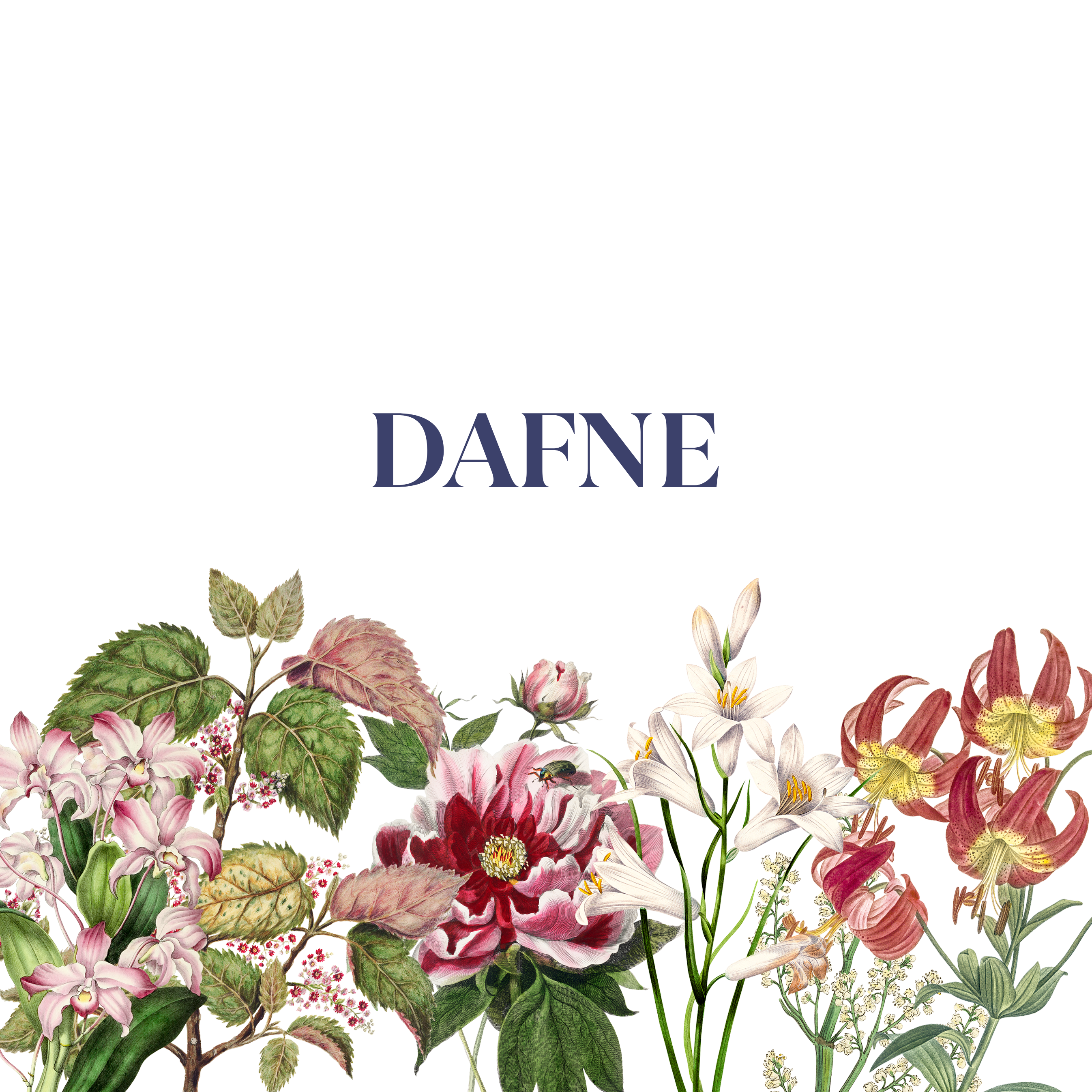 Dafne - The Napking