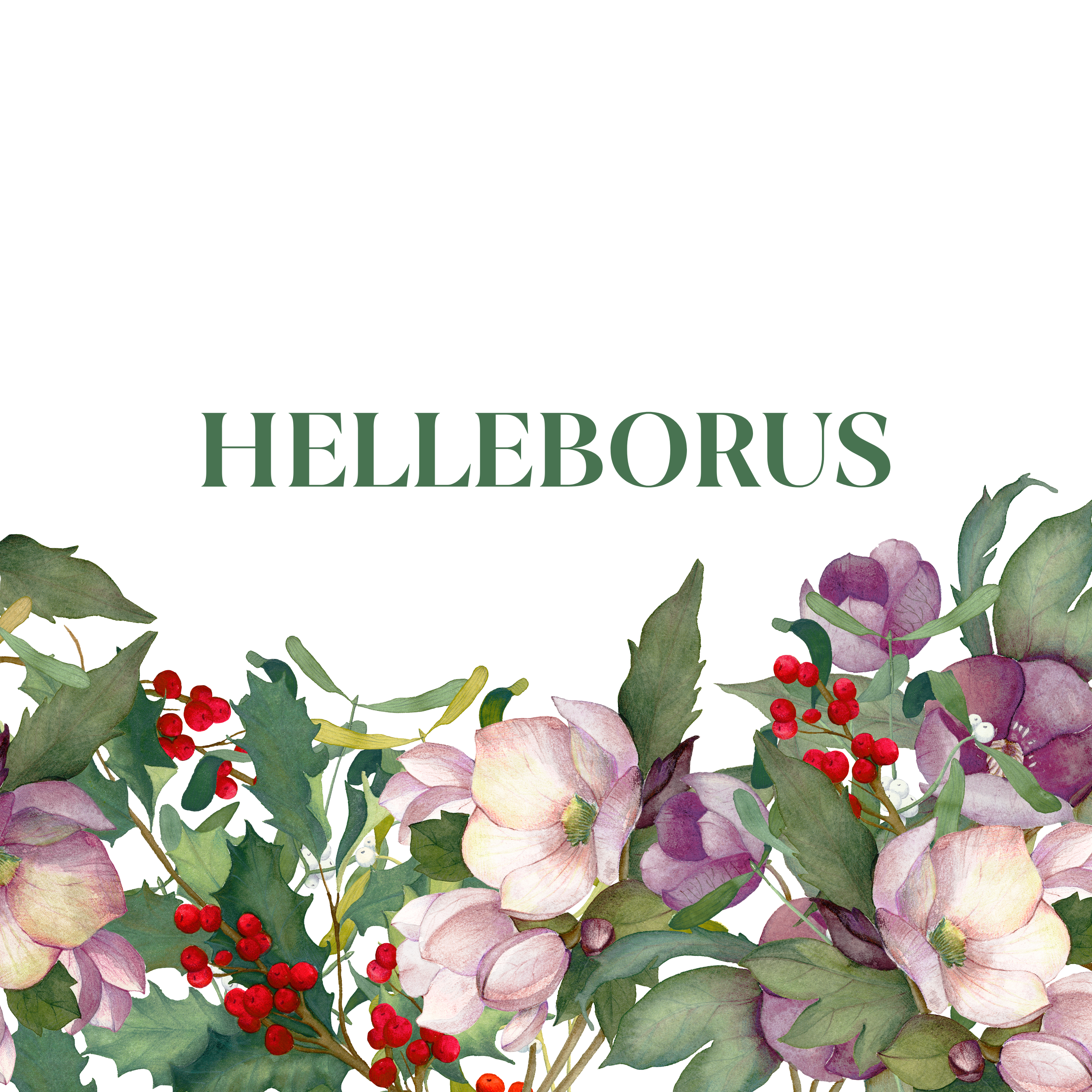 Helleborus - The Napking
