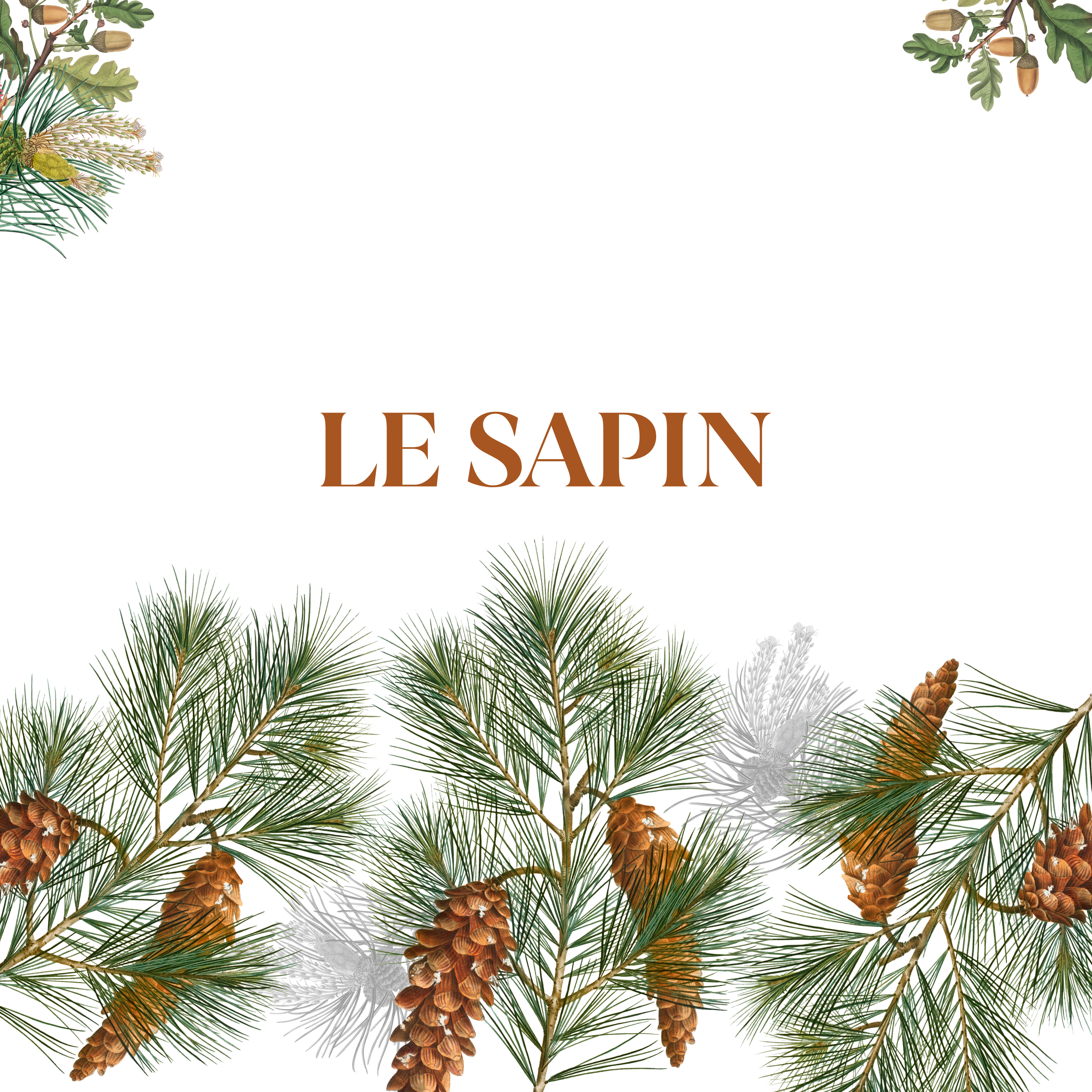 Le Sapin - The Napking