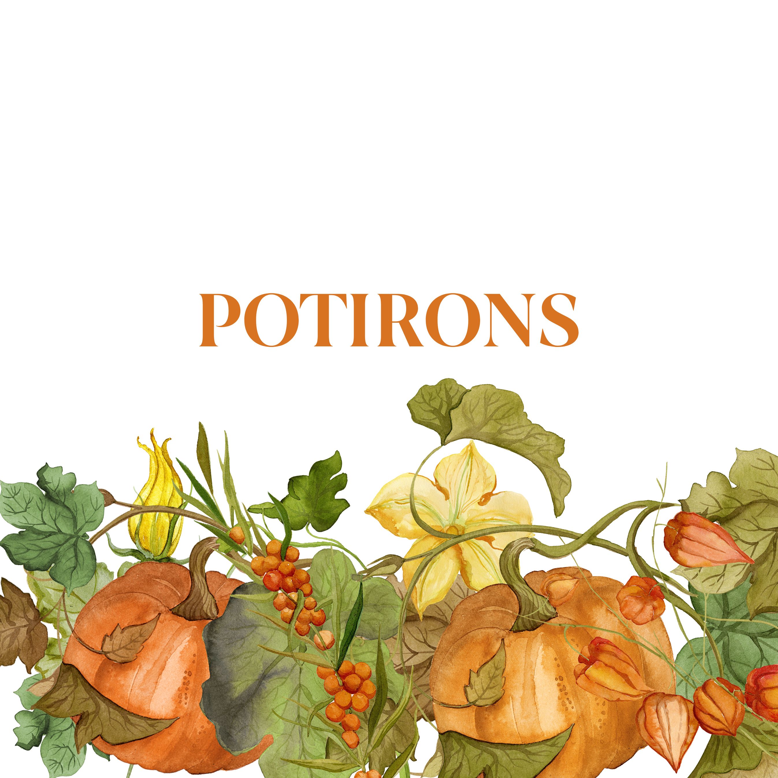 Potirons - The Napking