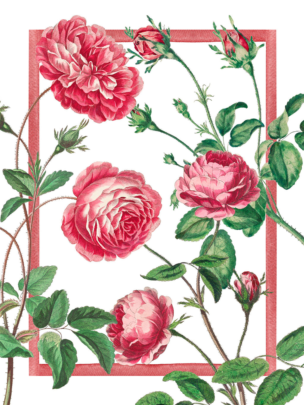Cecile Kitchen Towels Premium Quality Linen
