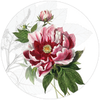 Dafne wood and cork coasters with botanical print, view 2