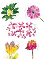 Flora Rosa Torchons lin haut de gamme