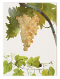 Torchons «Grapes», 100% Made in Italy The Napking