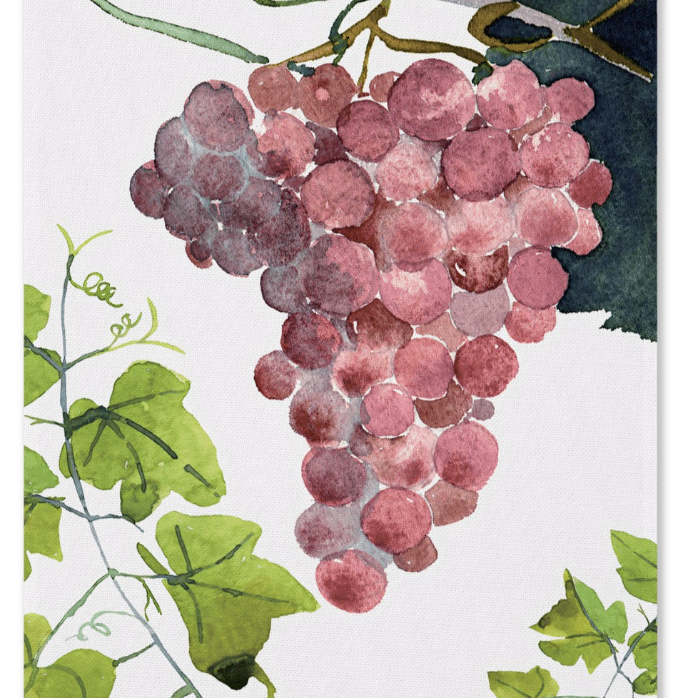 Kitchen Towels «Grapes »100% made In Italy