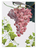 Paño de cocinas «Grapes», 100% Made in Italy The Napking