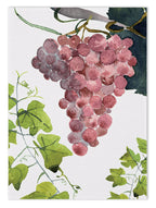 Paño de cocinas «Grapes», 100% Made in Italy The Napking