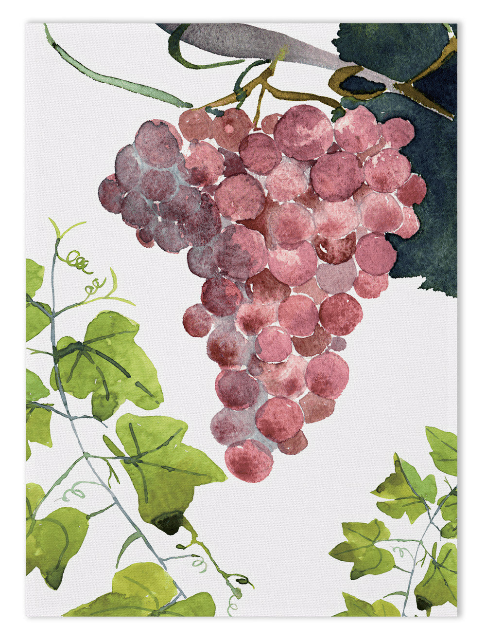 Kitchen Towels «Grapes», 100% Made in Italy