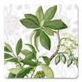Hedycarya White Coaster