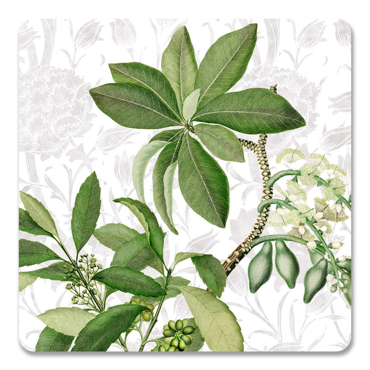Hedycarya White Coaster