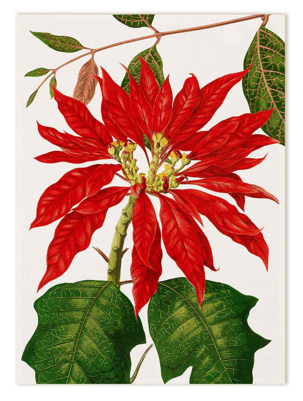 Kitchen Towels «Poinsetta», 100% Made in Italy - The Napking