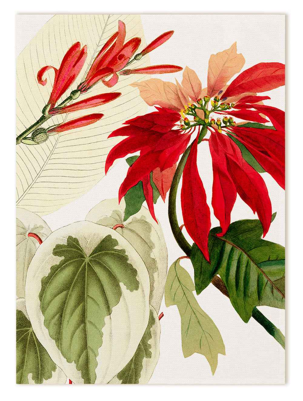 Kitchen Towels «Poinsetta», 100% Made in Italy - The Napking