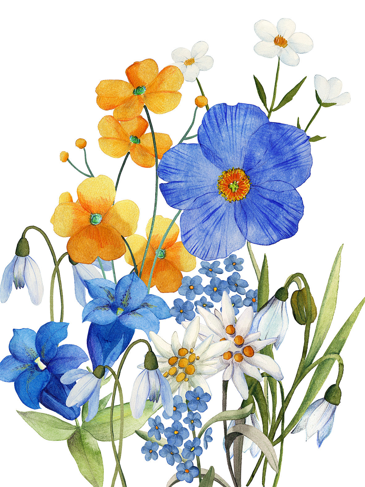 Kitchen Towels «Alpi Flora», 100% Made in Italy - The Napking