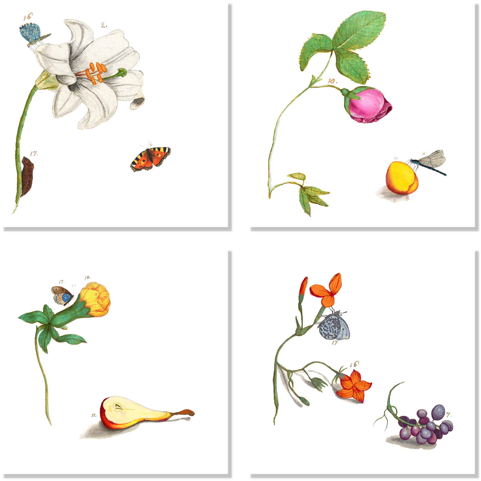 Set Of 4 Napkins «Anselmus» 100% Made in Italy - The Napking